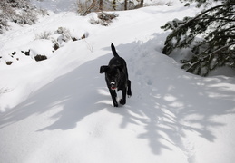 Dylan on the path